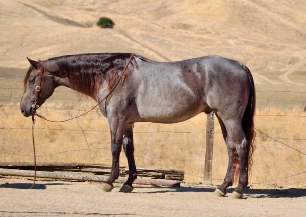 A WRANGLERS DRIFTER