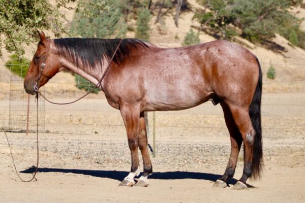 ABSOLUTE FIRE BAR KING