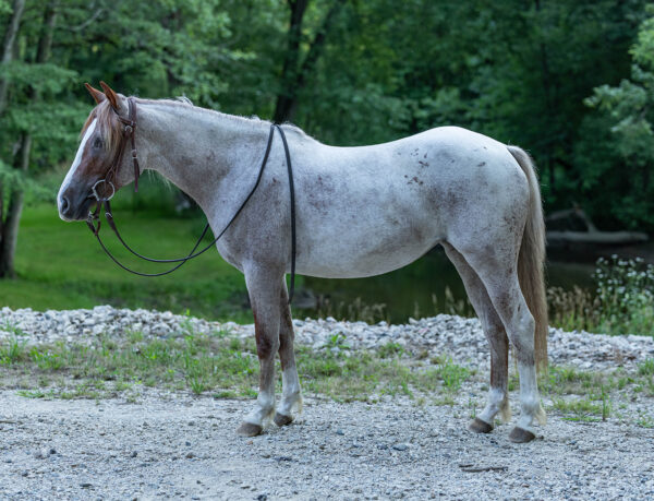 BA DUSTY ROYAL SPARK