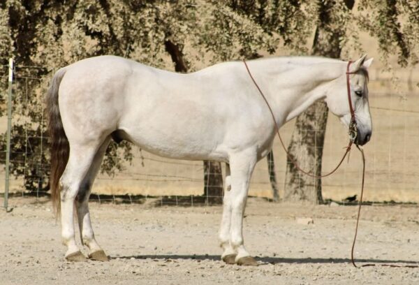 CASPER